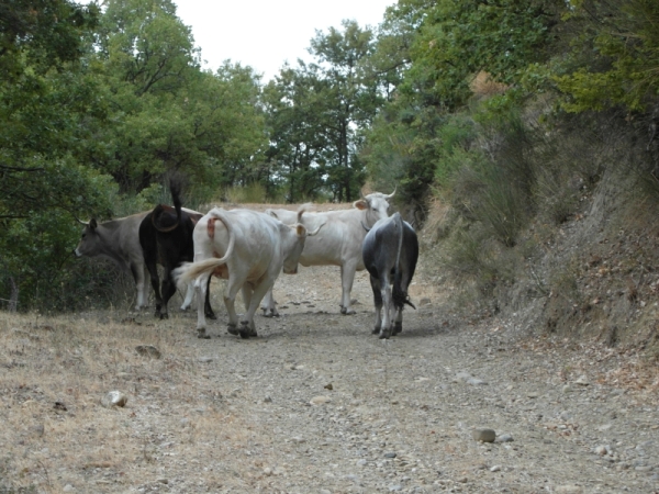 32-koeien-op-het-pad-naar-Aliano